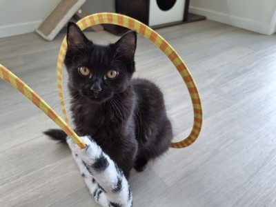 Tamara - Domestic Medium Hair