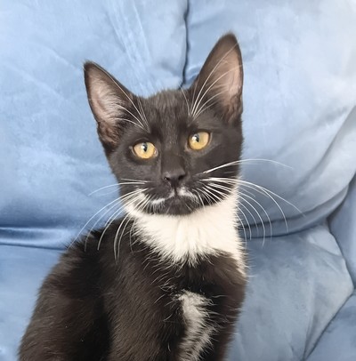 Caroline - Domestic Short Hair