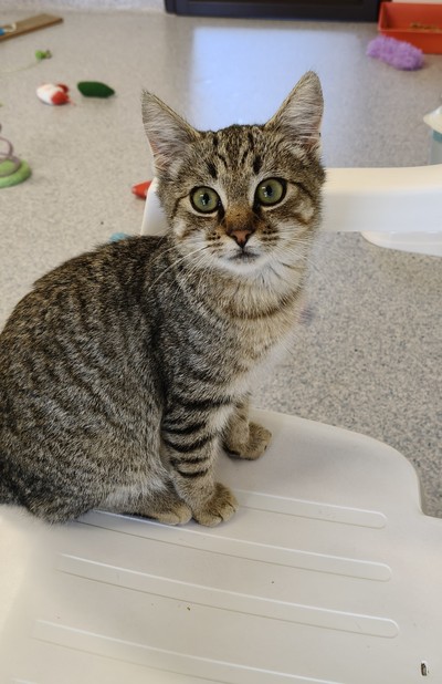 Braxton - Domestic Short Hair