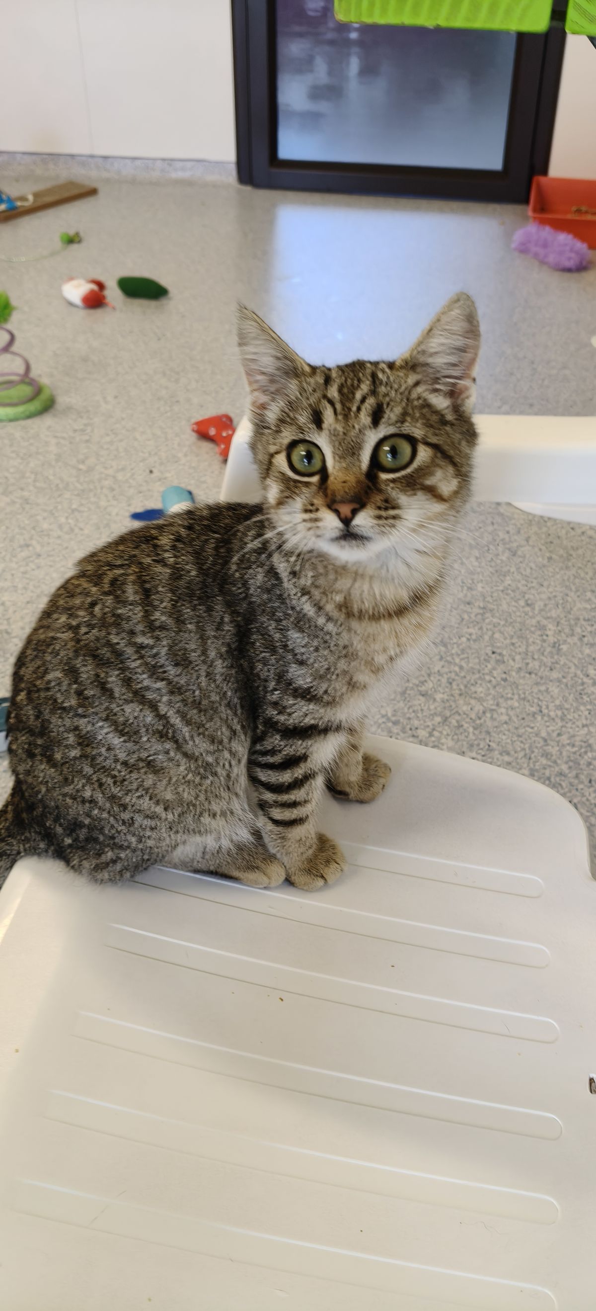 Gallery image: Braxton