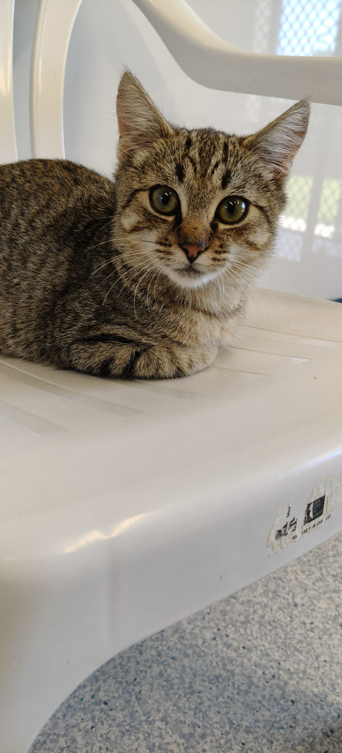 Gallery image: Braxton