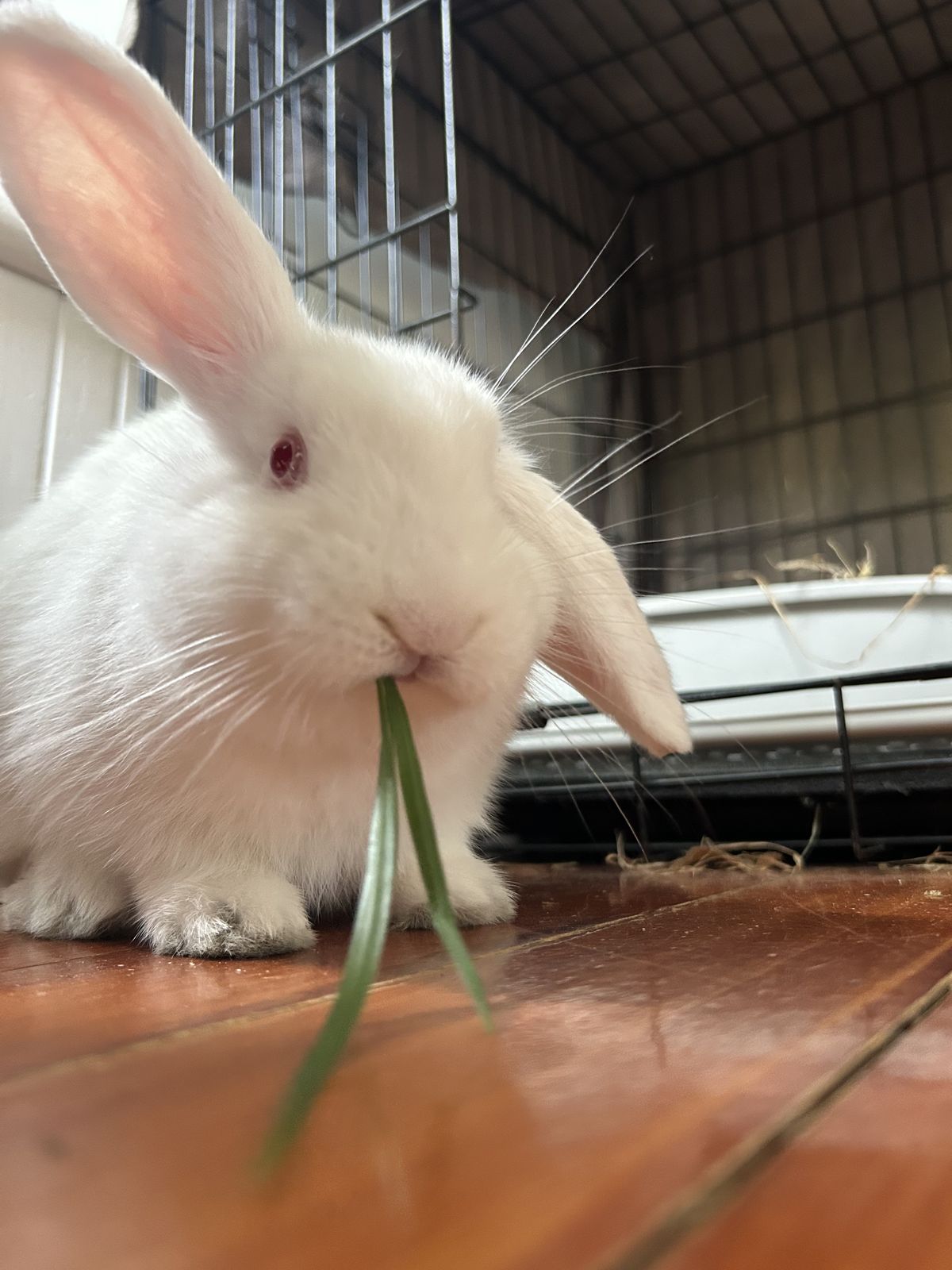 Gallery image: Avery