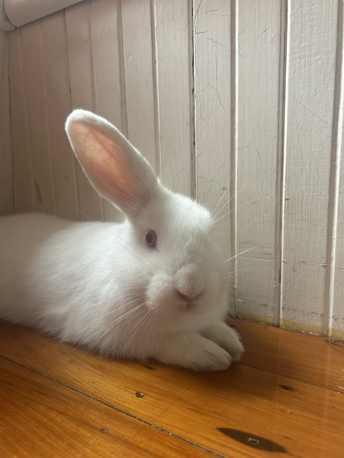 Gallery image: Avery