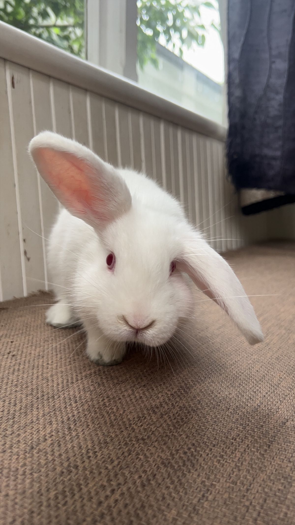 Gallery image: Avery