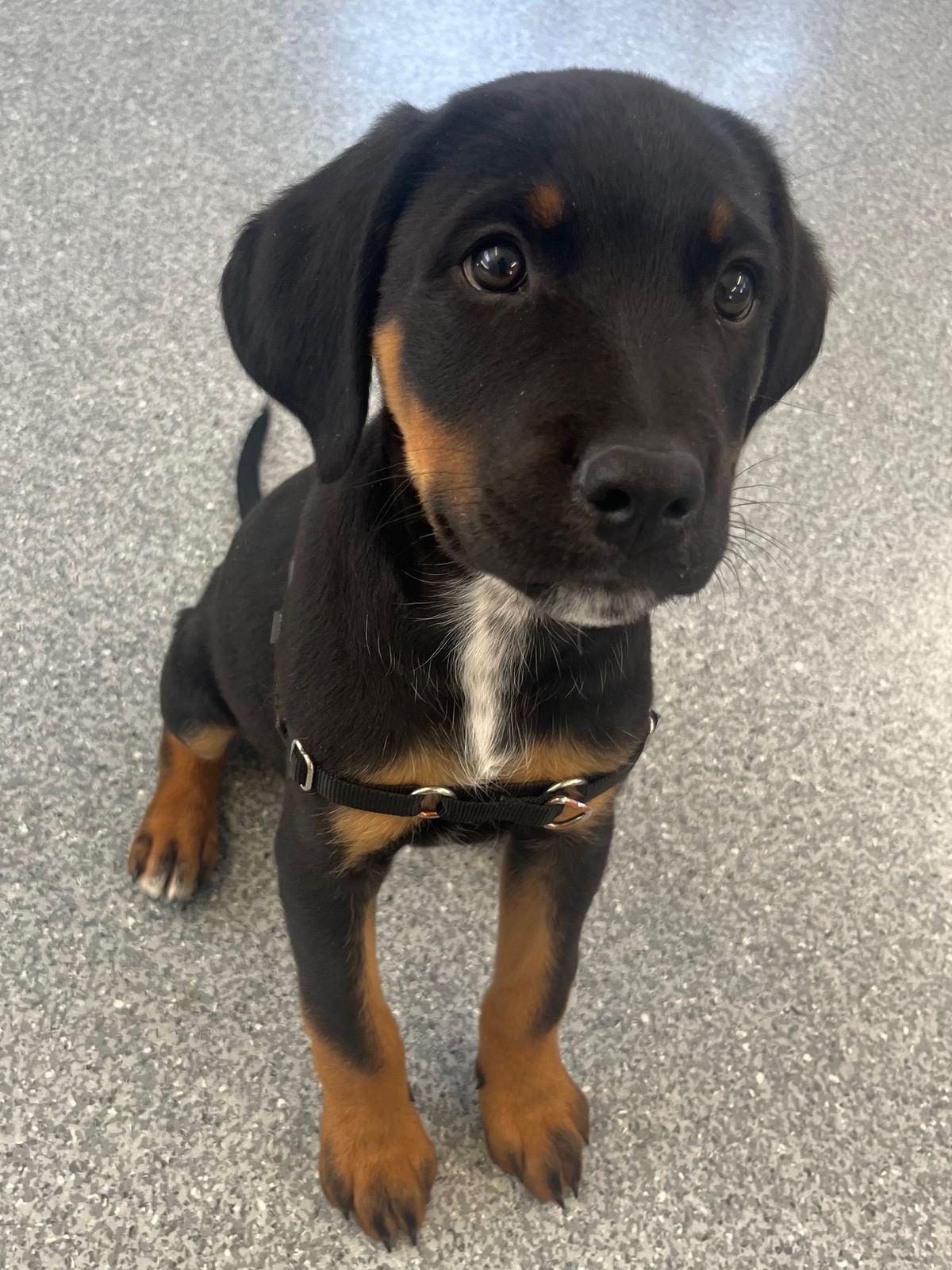 Gallery image: Hunter