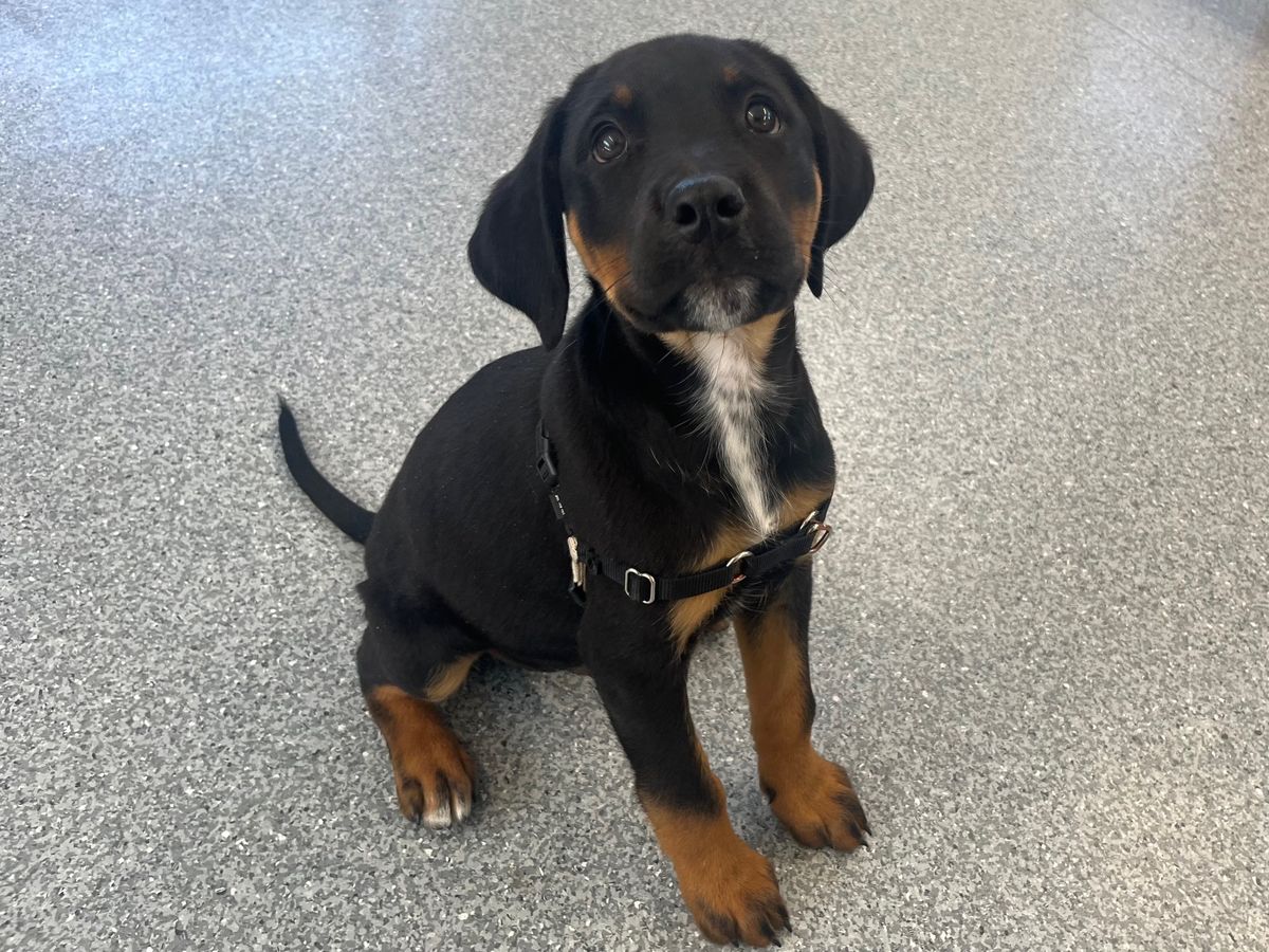 Gallery image: Hunter