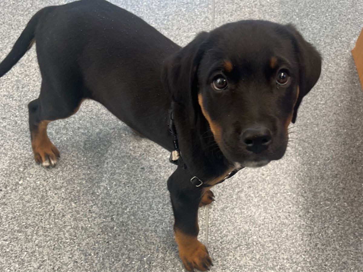 Gallery image: Hunter