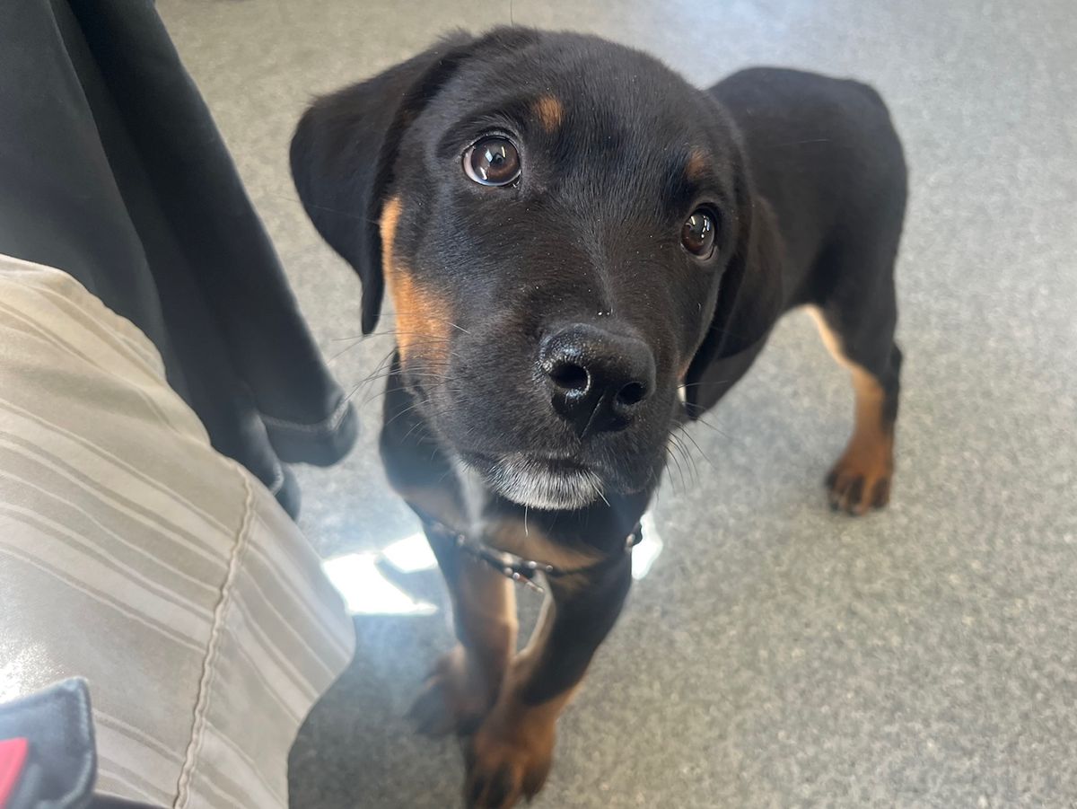 Gallery image: Hunter