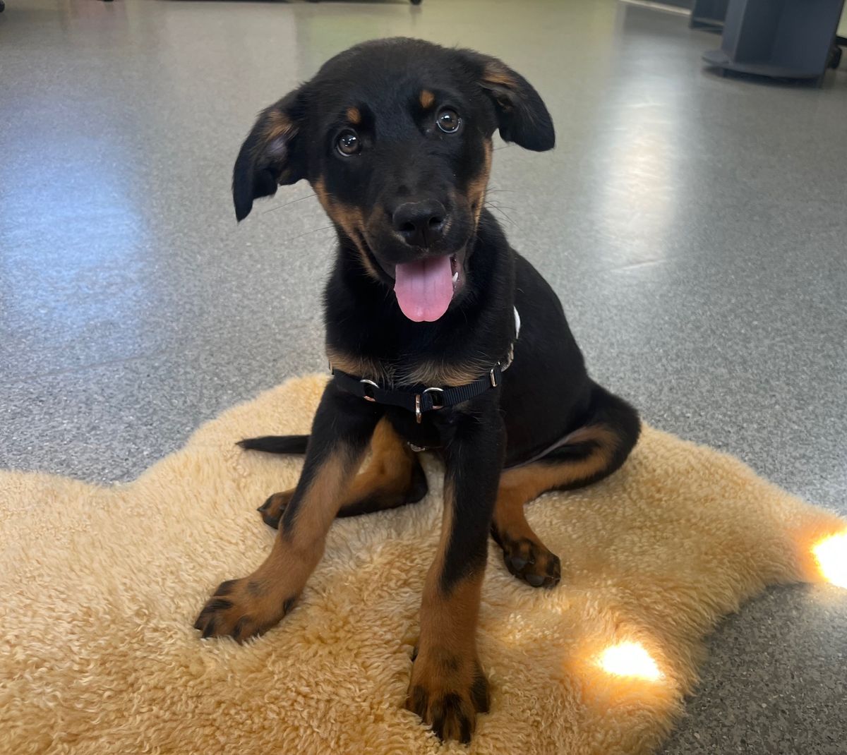 Gallery image: Guiness