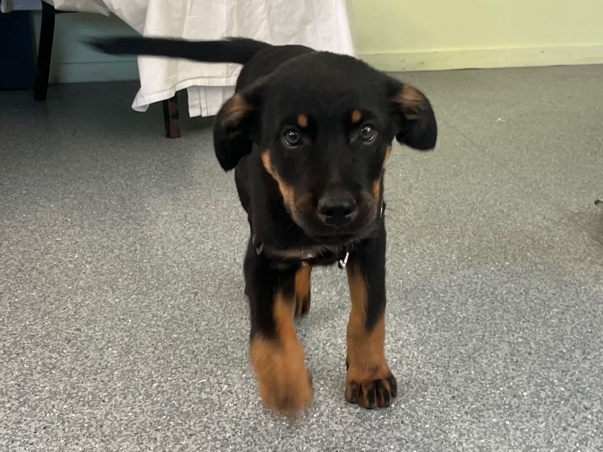 Gallery image: Guiness