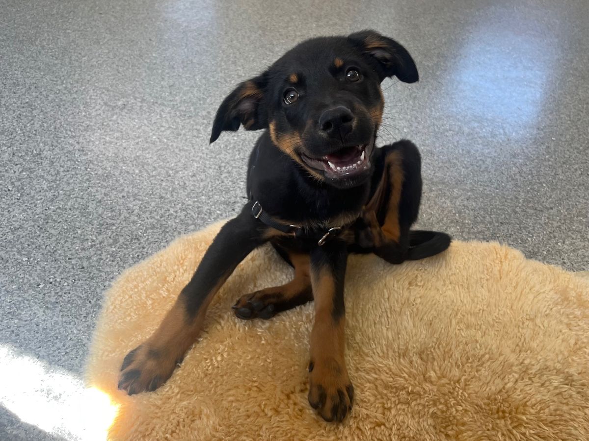 Gallery image: Guiness