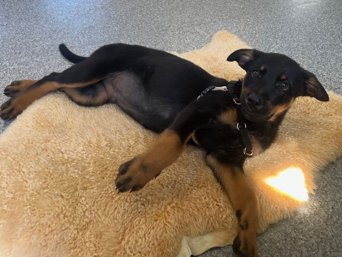 Gallery image: Guiness