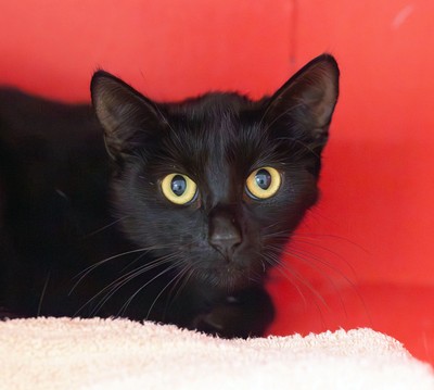 Shelly - Domestic Short Hair