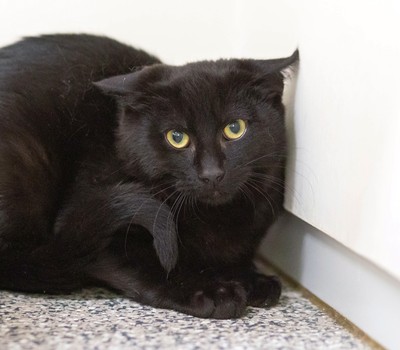 Jinx - Domestic Short Hair