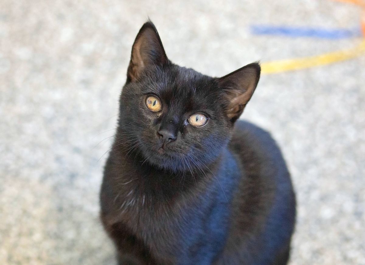 Gallery image: Ritchie