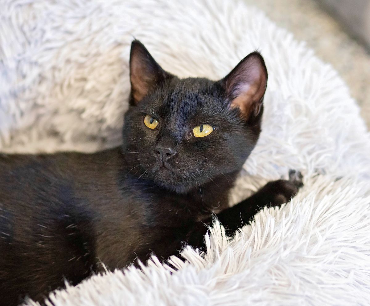 Gallery image: Muffin