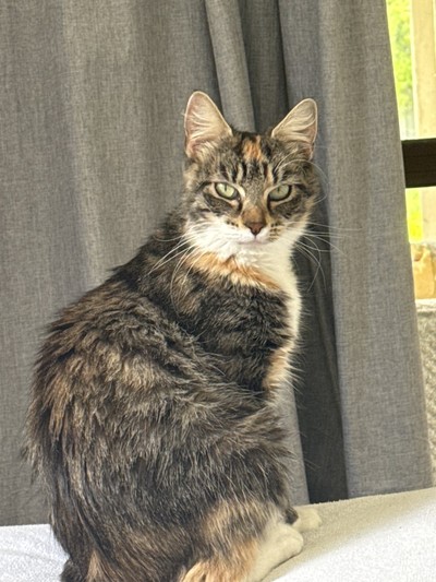 Laumei - Domestic Medium Hair