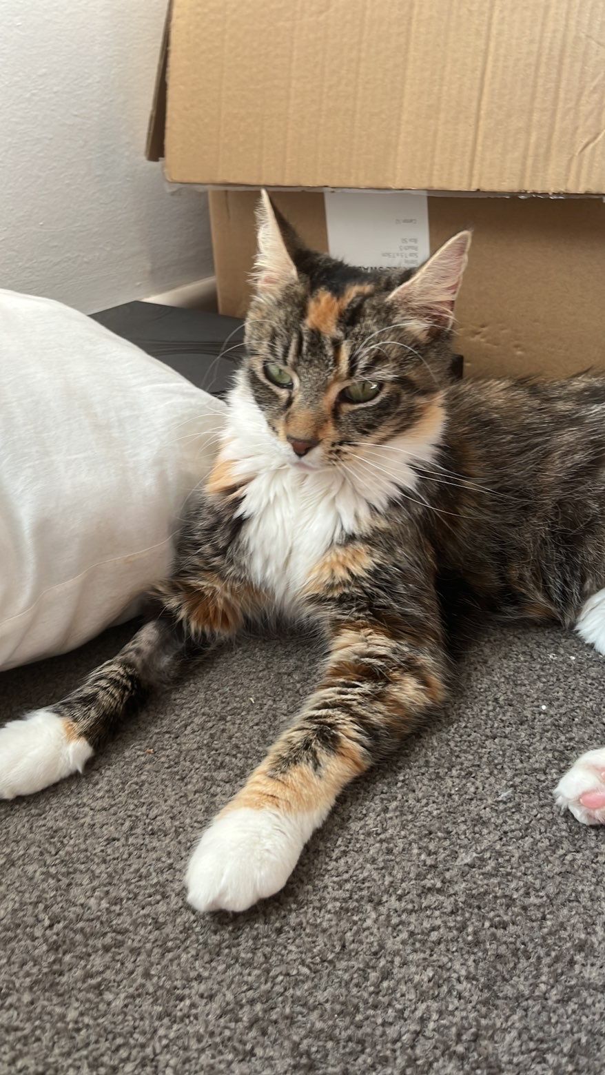 Gallery image: Laumei