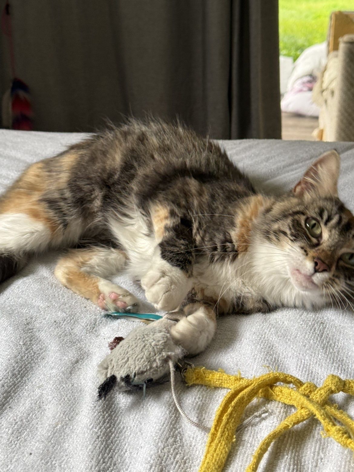 Gallery image: Laumei