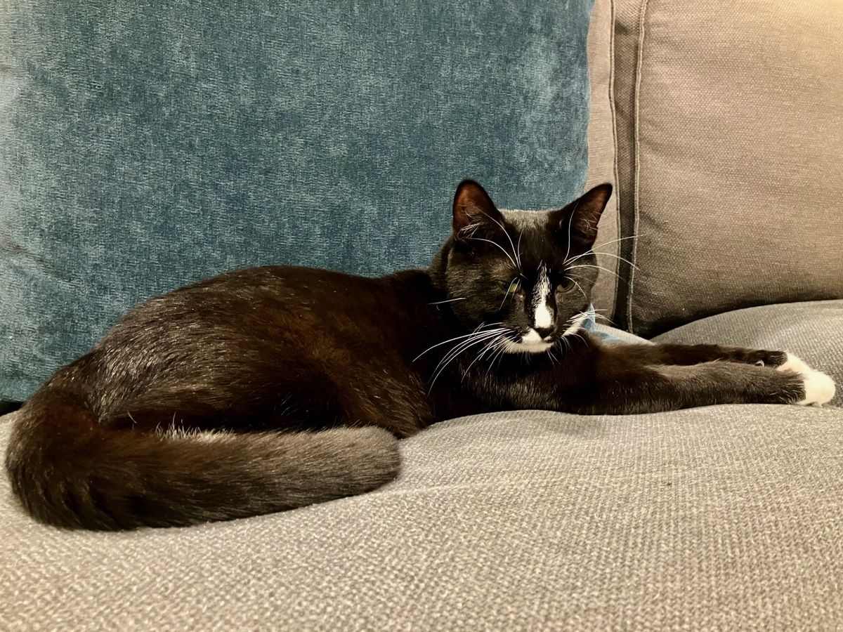 Gallery image: Trevor