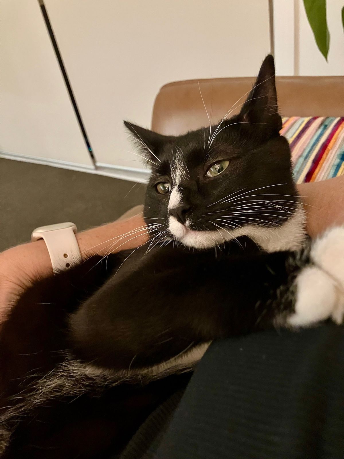 Gallery image: Trevor