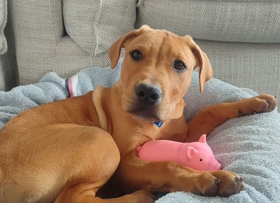 Pringle - Medium Cross Breed