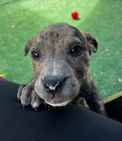 Gallery image: Maple