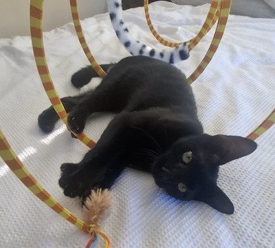 Garamond - Domestic Short Hair