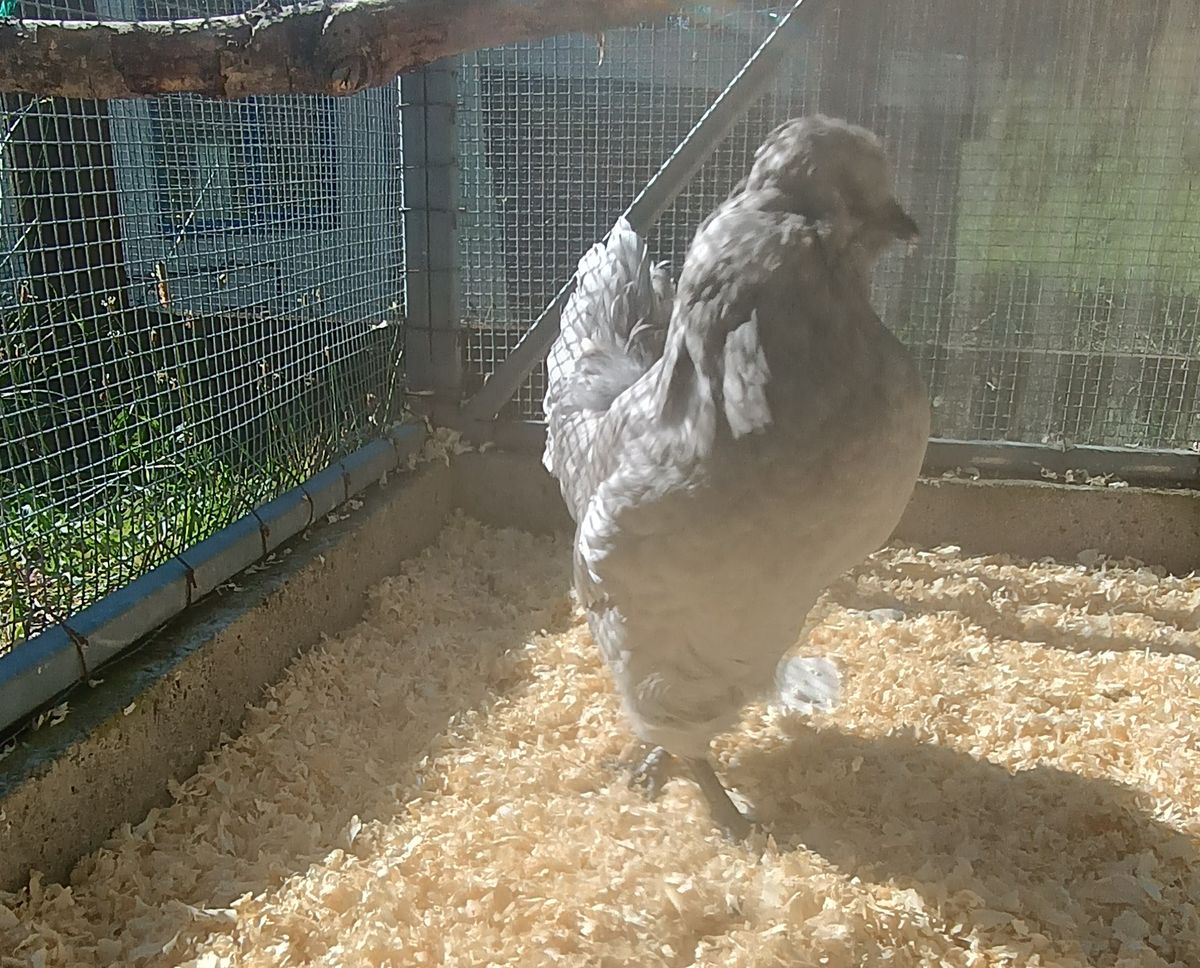 Gallery image: Lavender