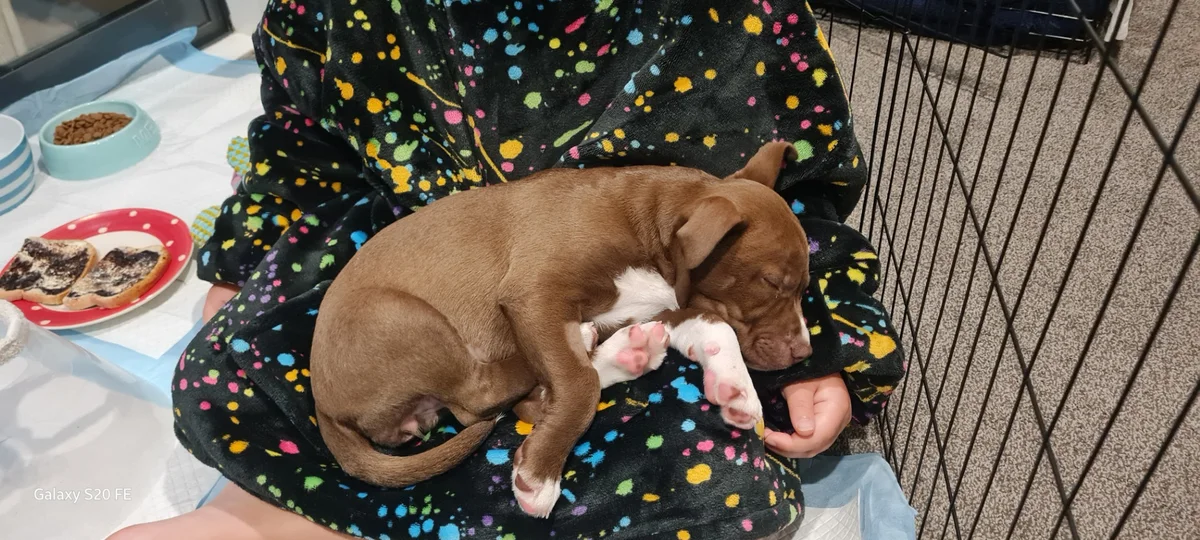 Gallery image: Harriet