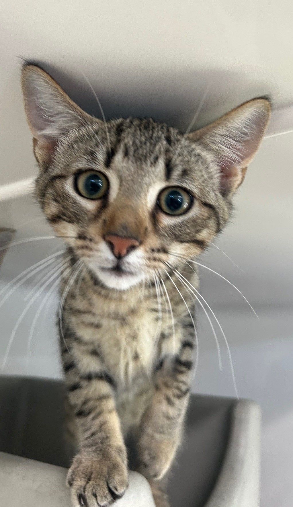 Gallery image: Merlot