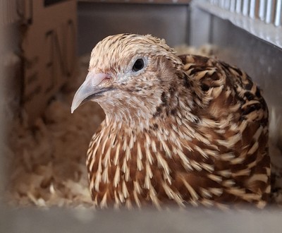 Willow And Friends - 