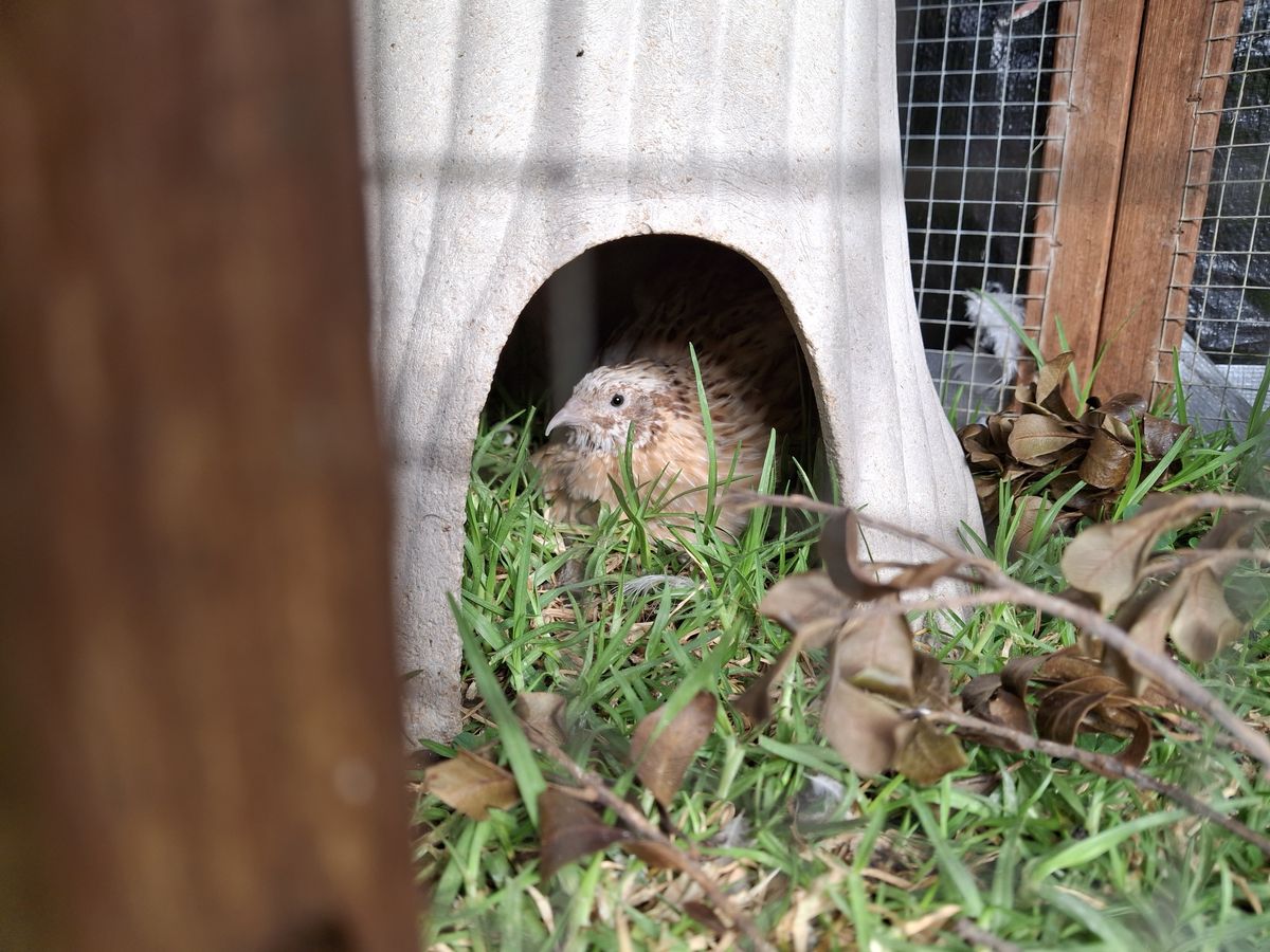 Gallery image: Willow And Friends