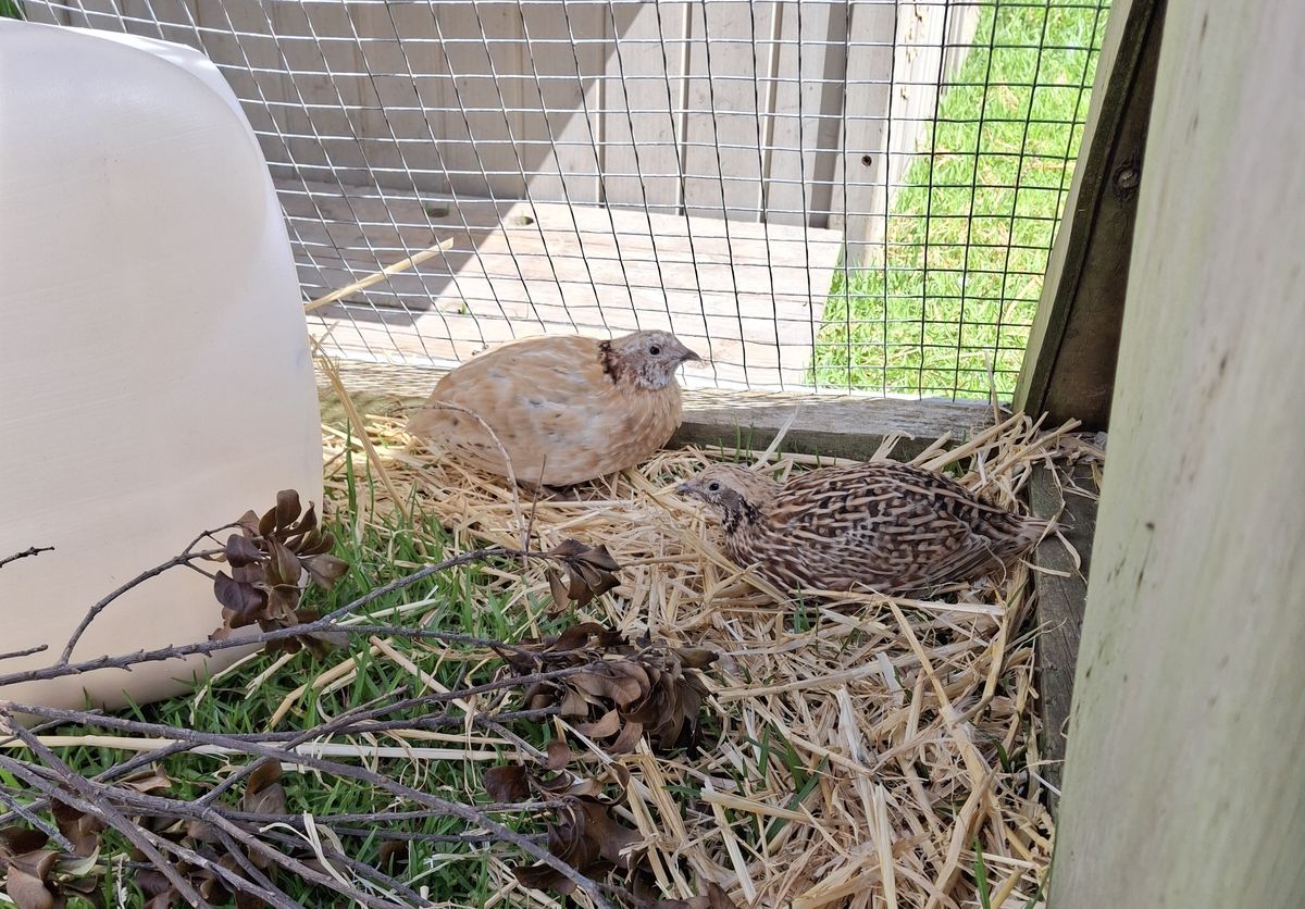 Gallery image: Willow And Friends