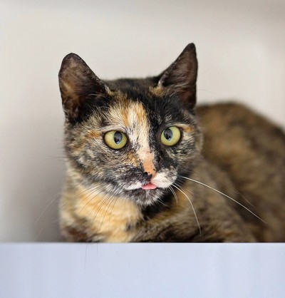 Marama - Domestic Short Hair