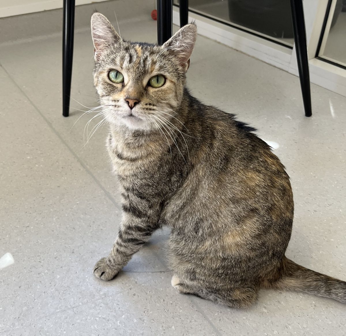 Gallery image: Tolly