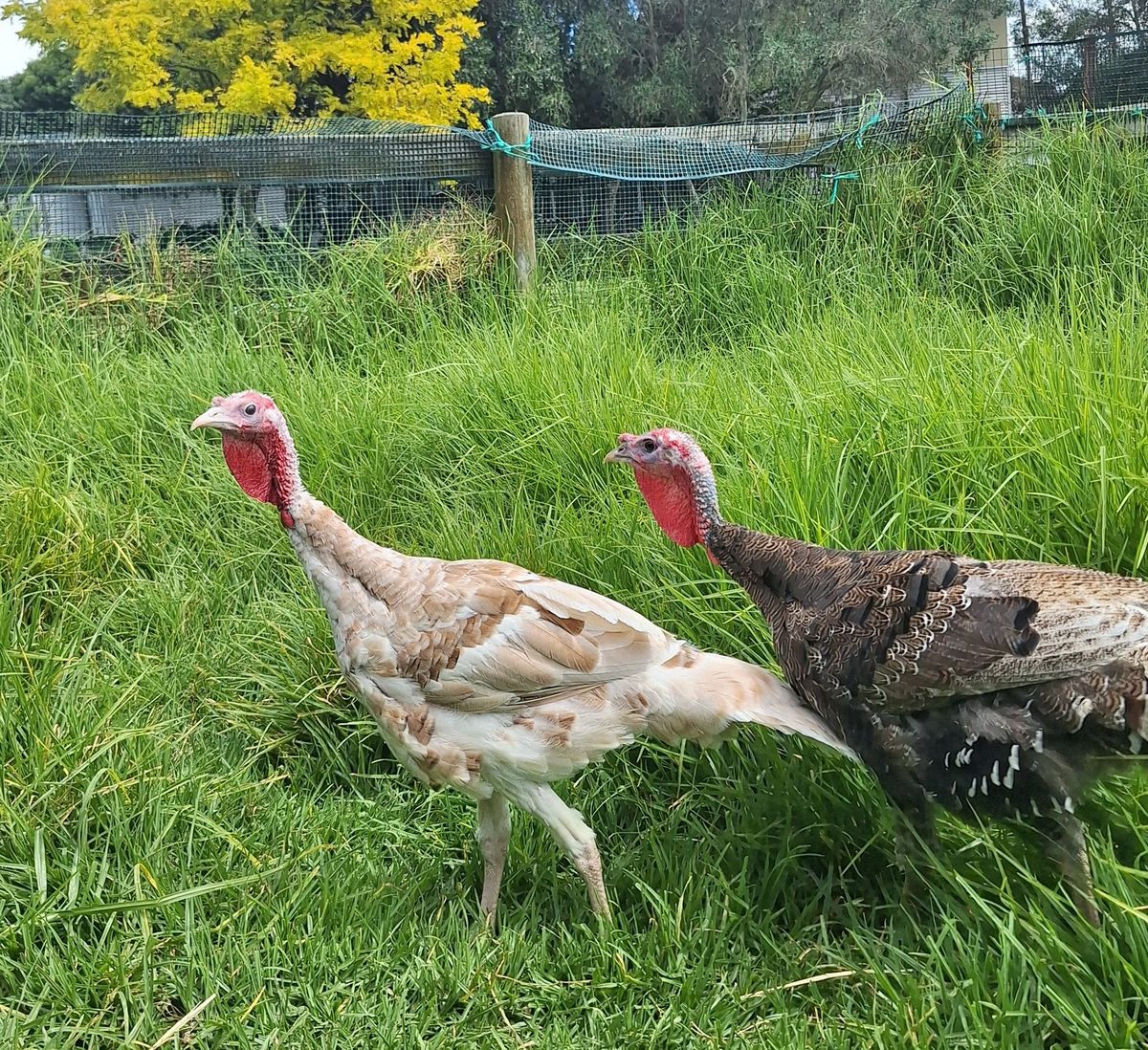 Gallery image: Peanut & Jelly