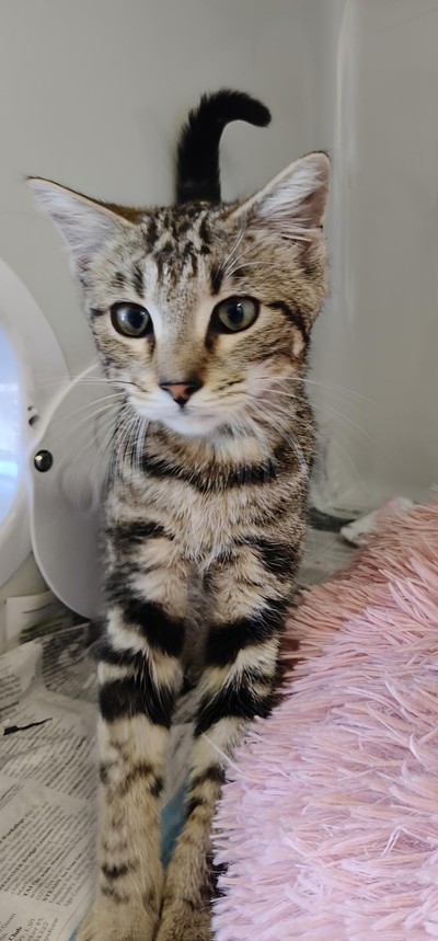 Sabi - Domestic Short Hair