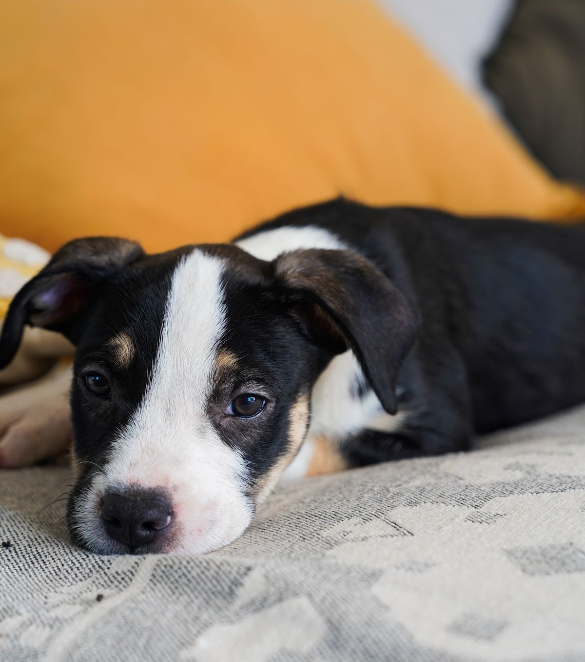 Gallery image: Humphrey