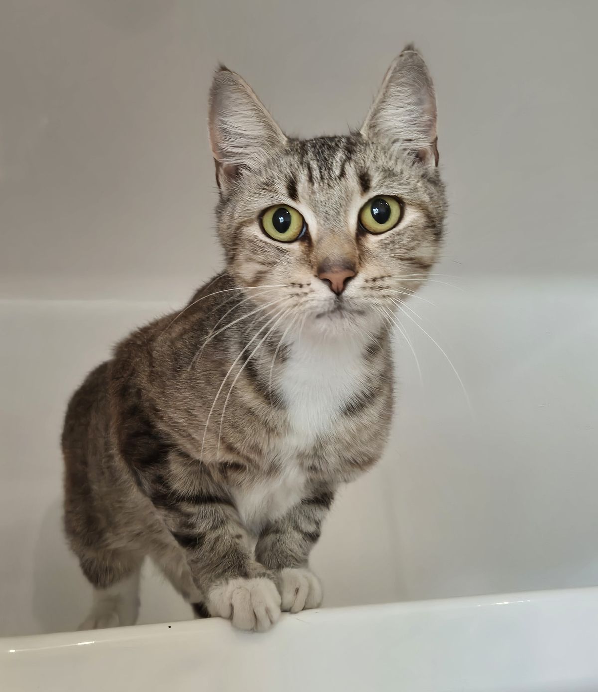 Gallery image: Pearl