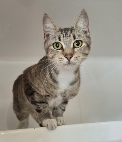 Pearl - Domestic Short Hair