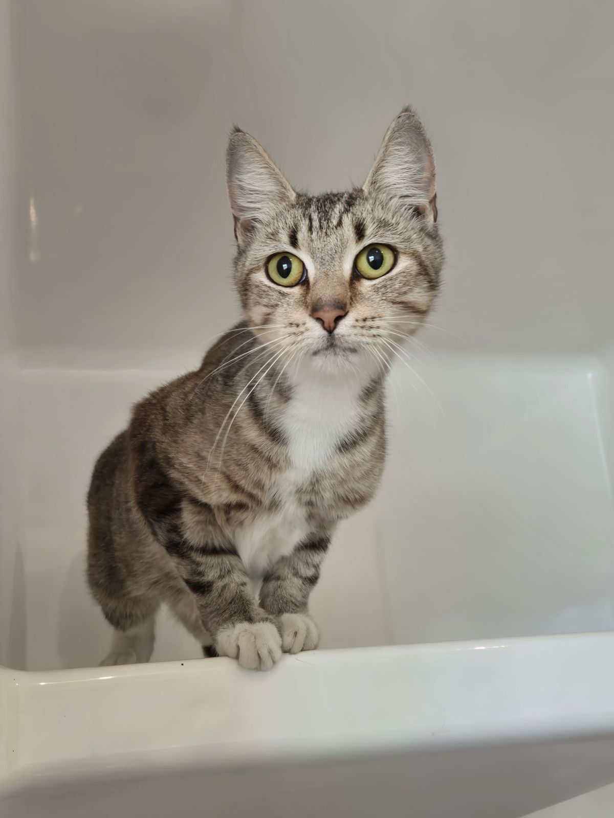 Gallery image: Pearl