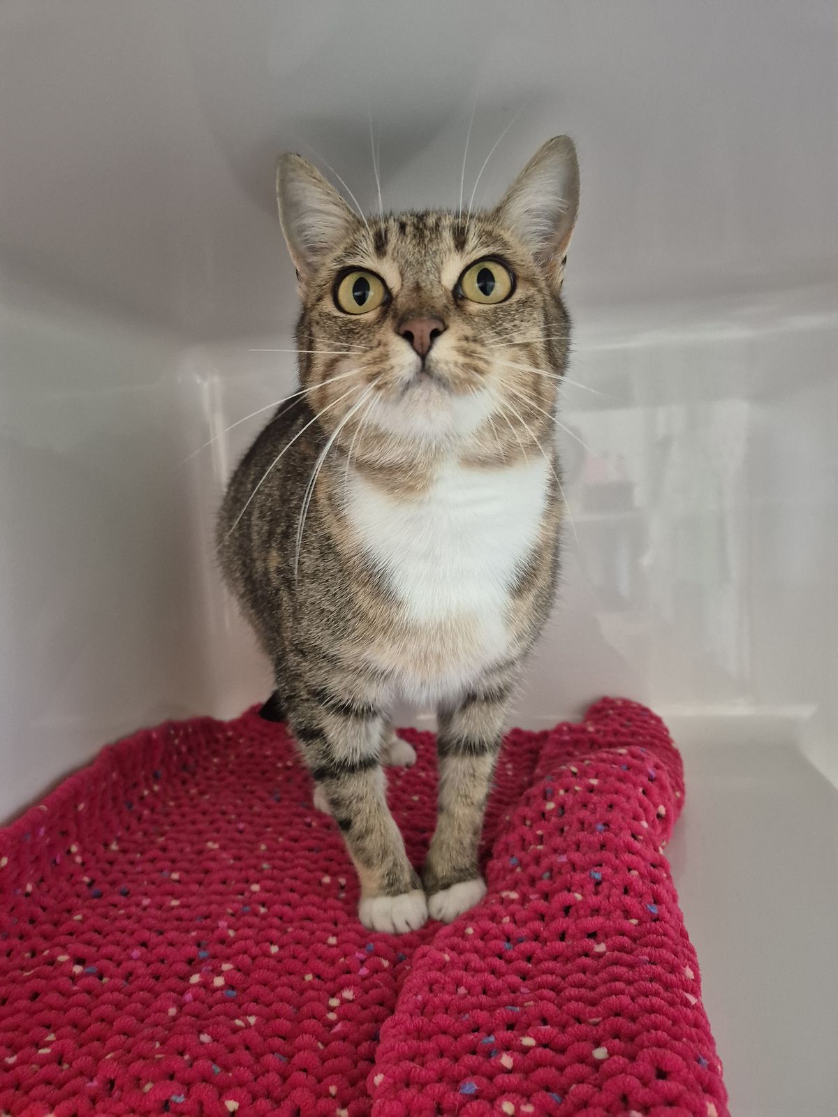 Gallery image: Bella