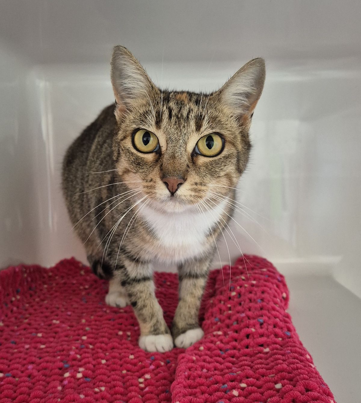 Gallery image: Bella