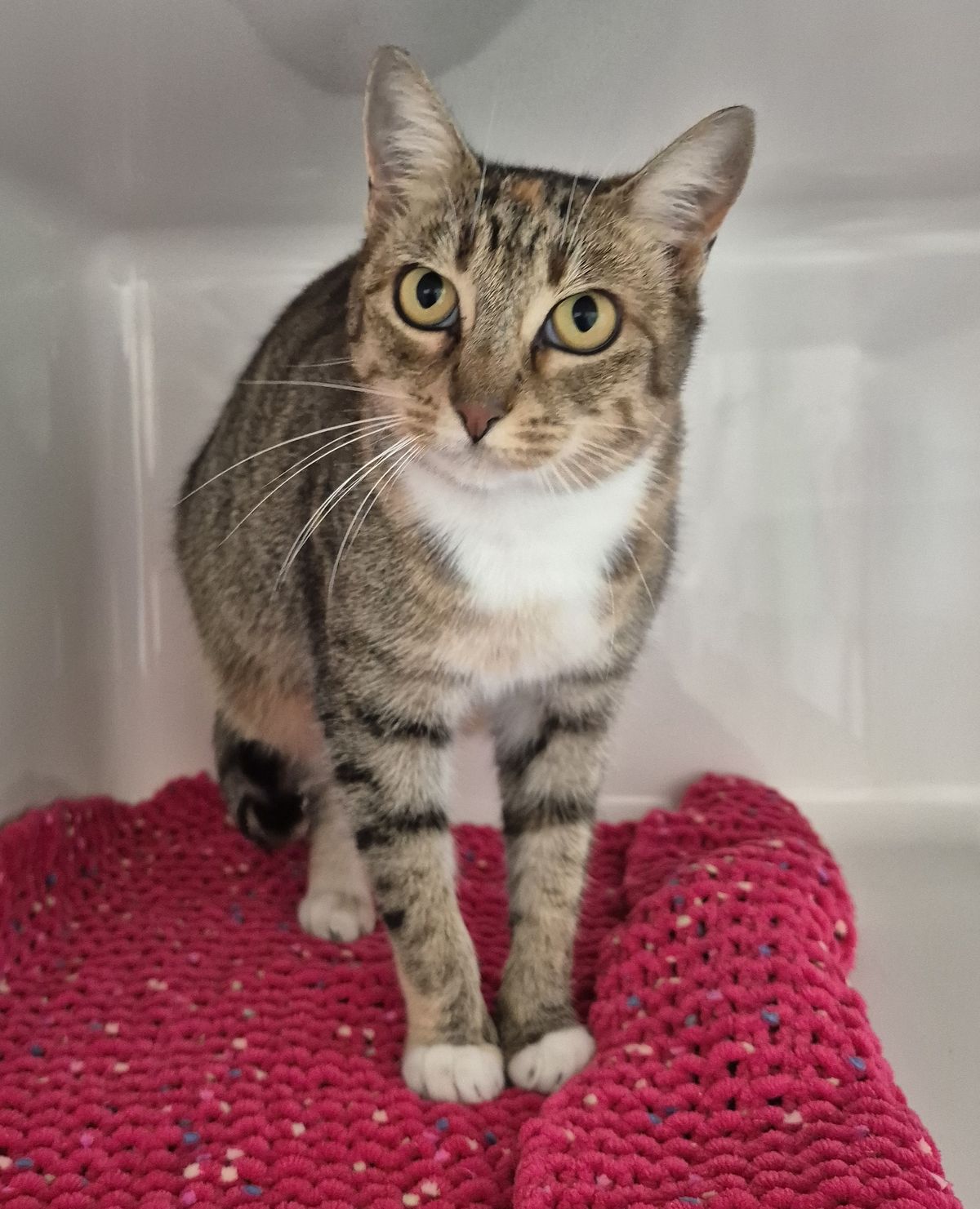 Gallery image: Bella