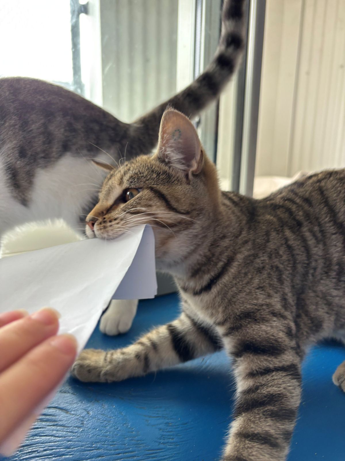 Gallery image: Donut