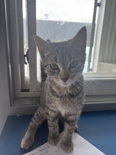 Bertie - Domestic Short Hair