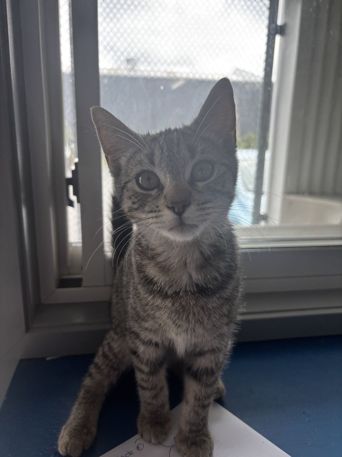 Gallery image: Bertie