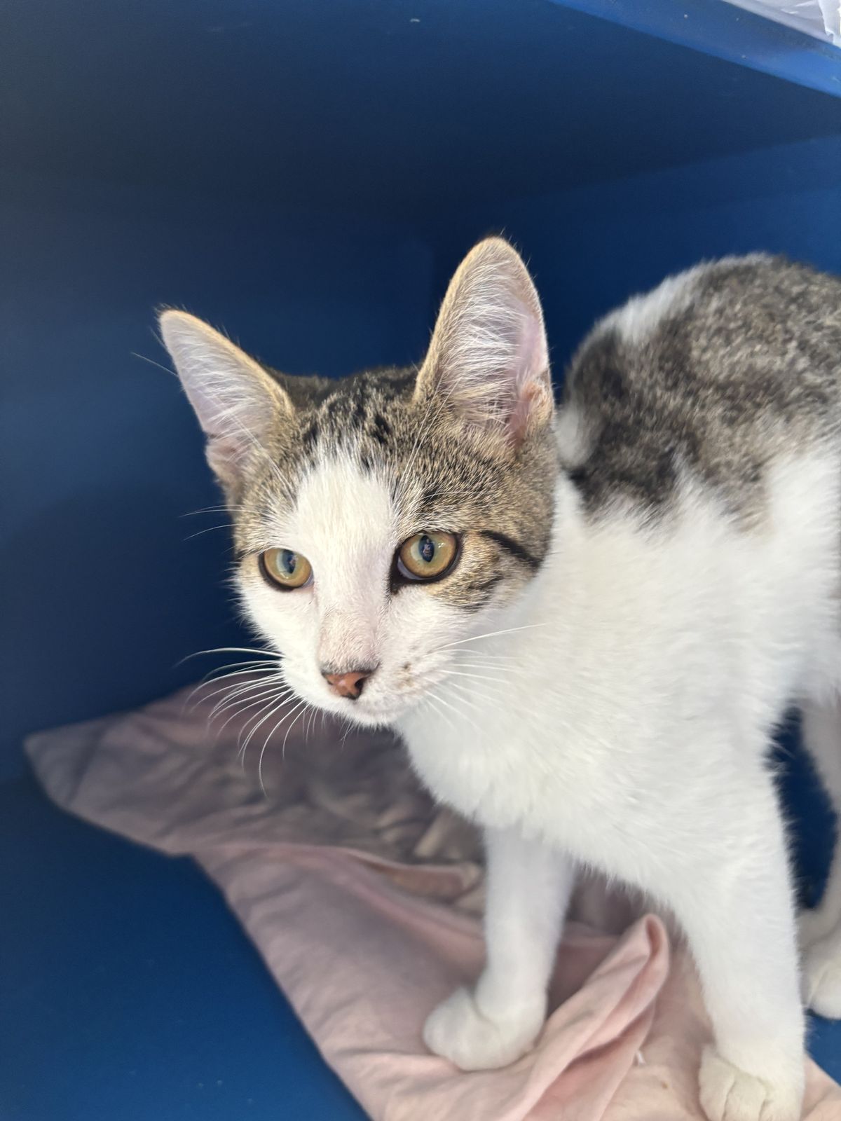 Gallery image: Poppin