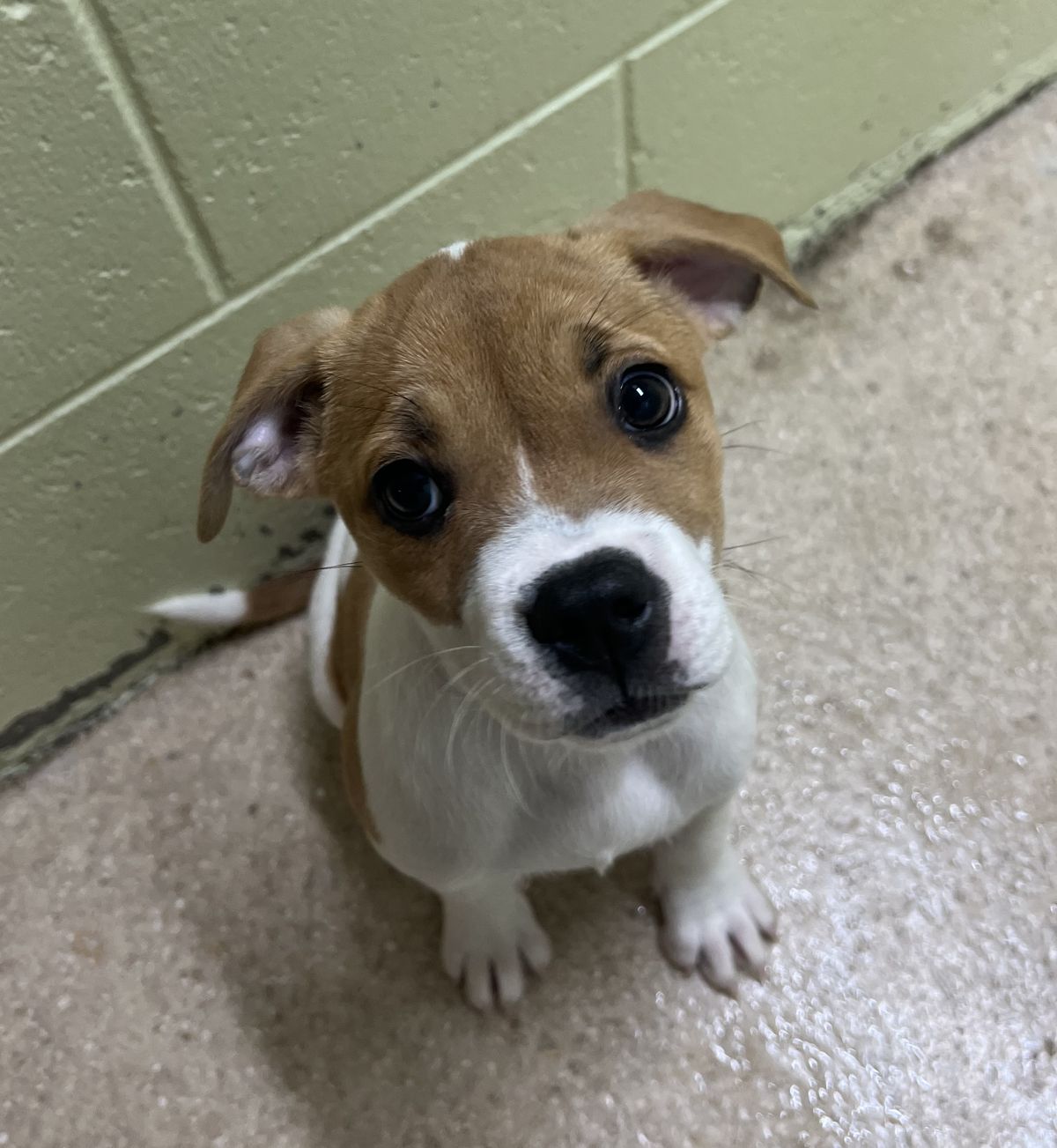 Gallery image: Pepper